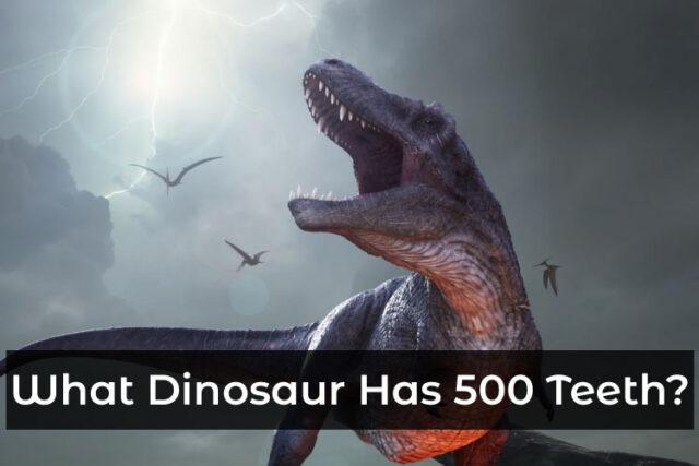 Dinosaur Has 500 Teeth