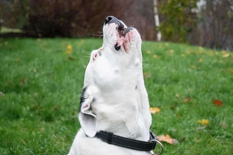 Pets Behavior
